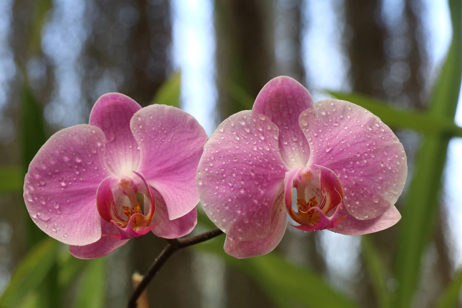 Orchidées (7)