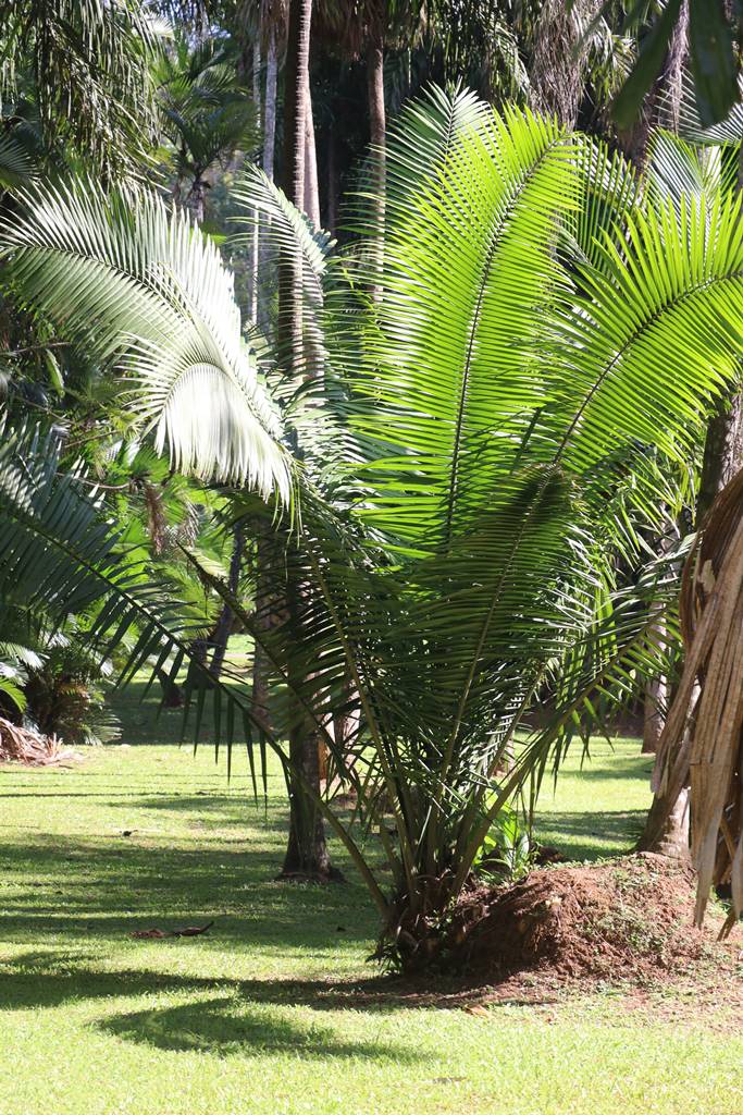 Royal Botanic Gardens Peradeniya (5)