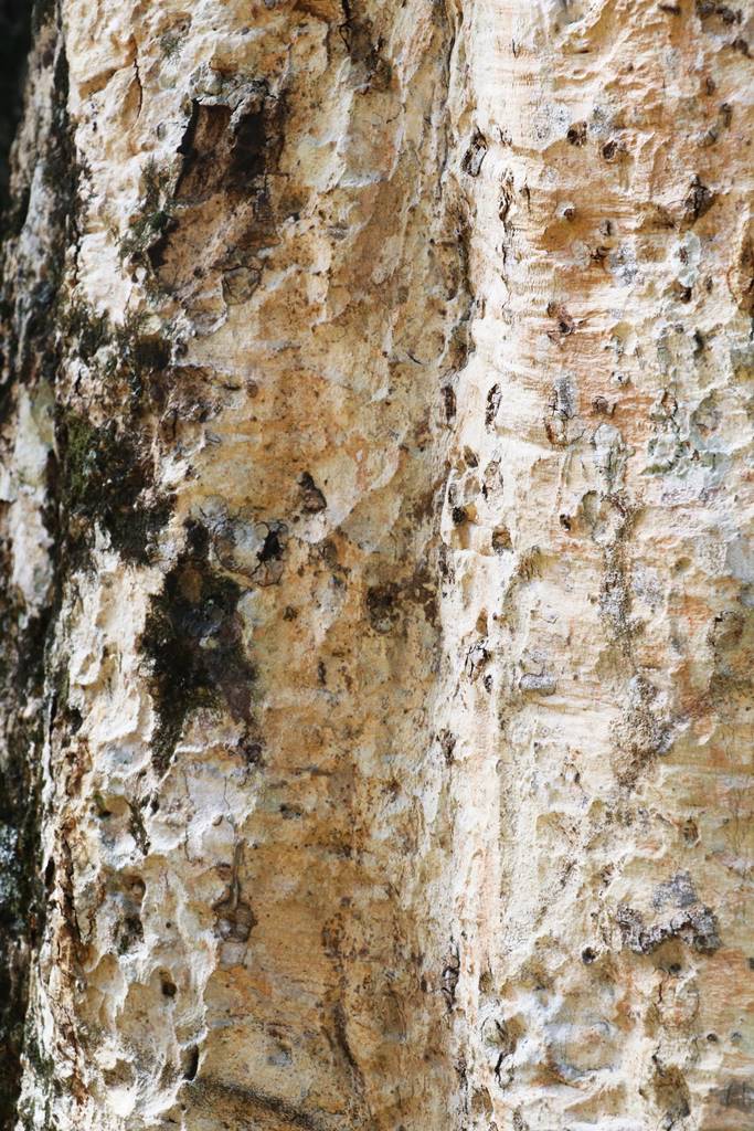 Syzygium rubicundum