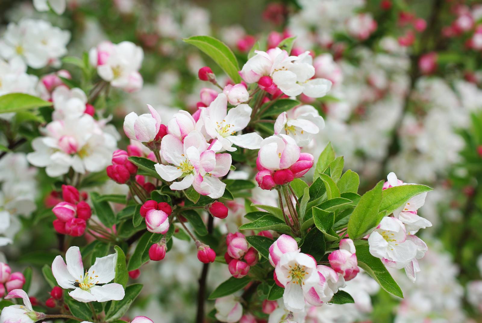 Arbustes coccinelle (1)