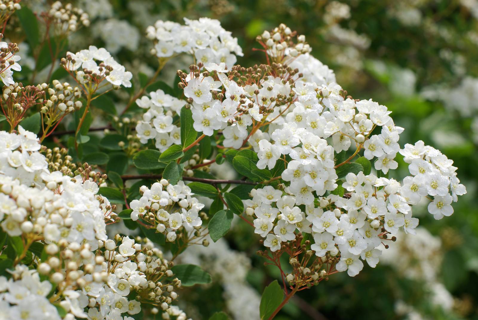 Arbustes coccinelle (2)