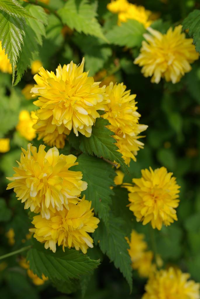 Arbustes coccinelle (3)