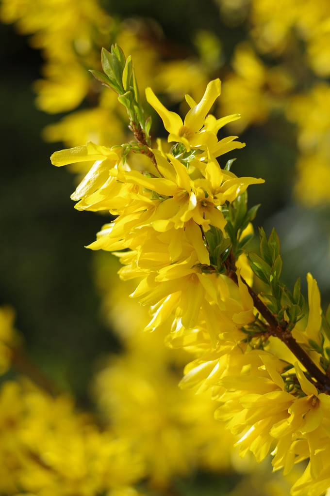 Arbustes coccinelle (4)