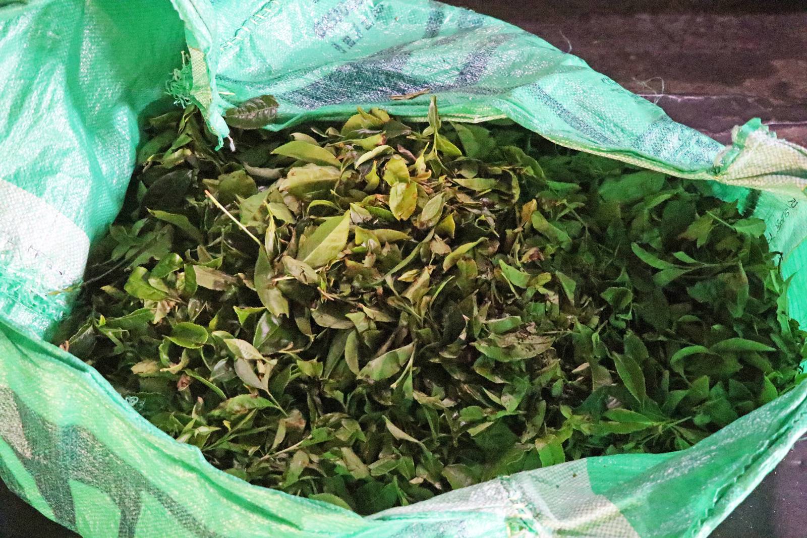 Dambatenne tea factory (7)
