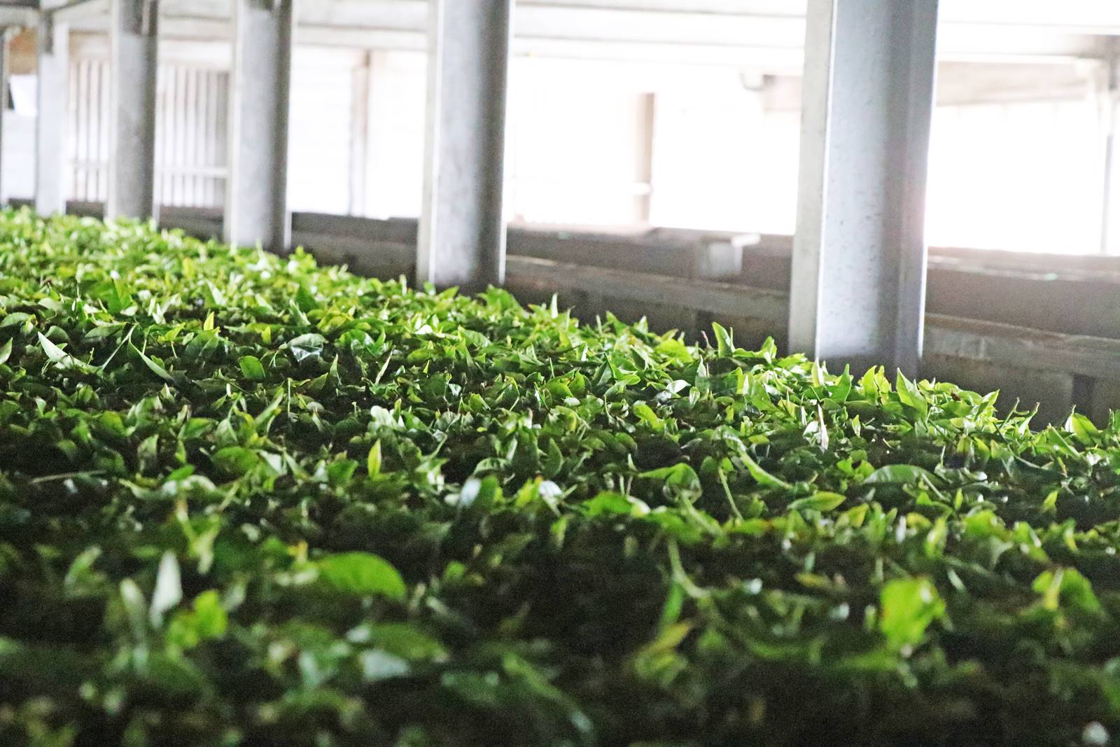 Dambatenne tea factory (9)