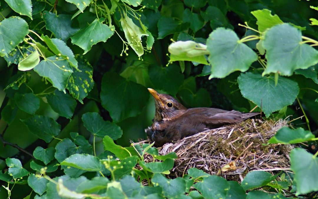 Le jardin, un paradis pour les oiseaux