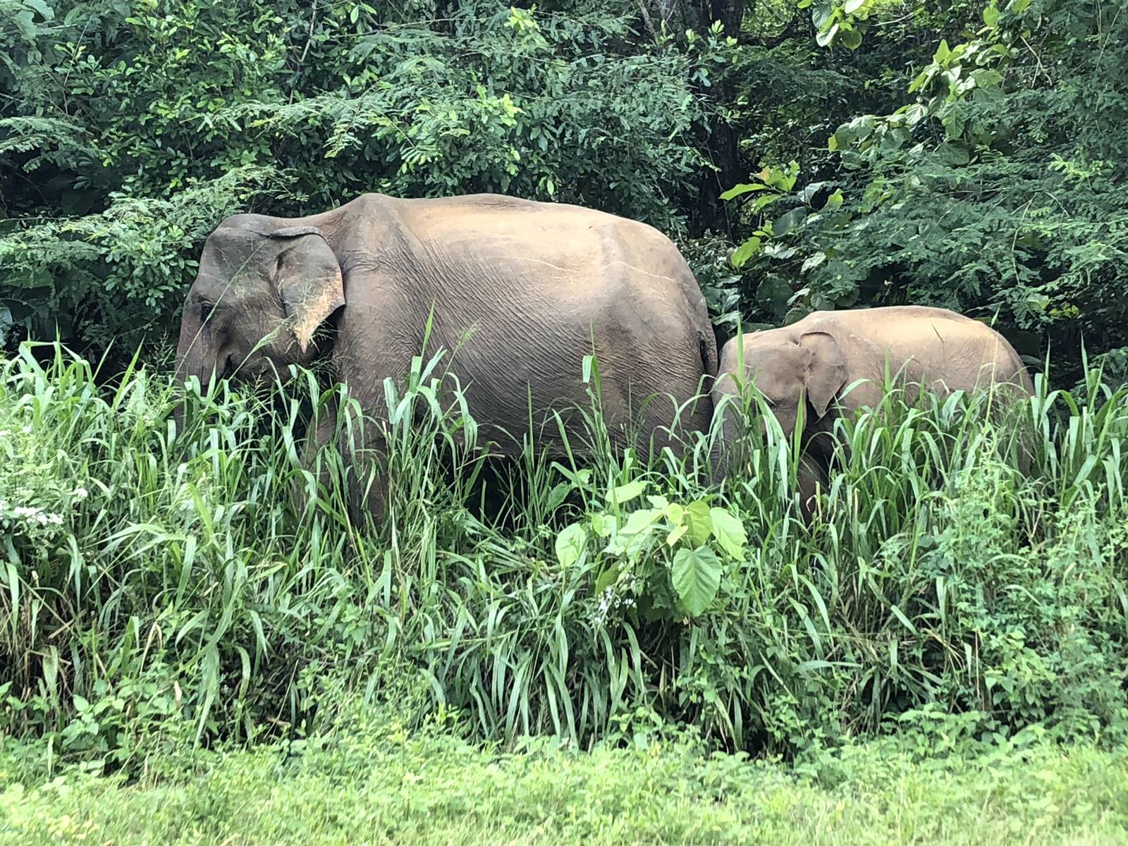 Elephant Sri Lanka (1)