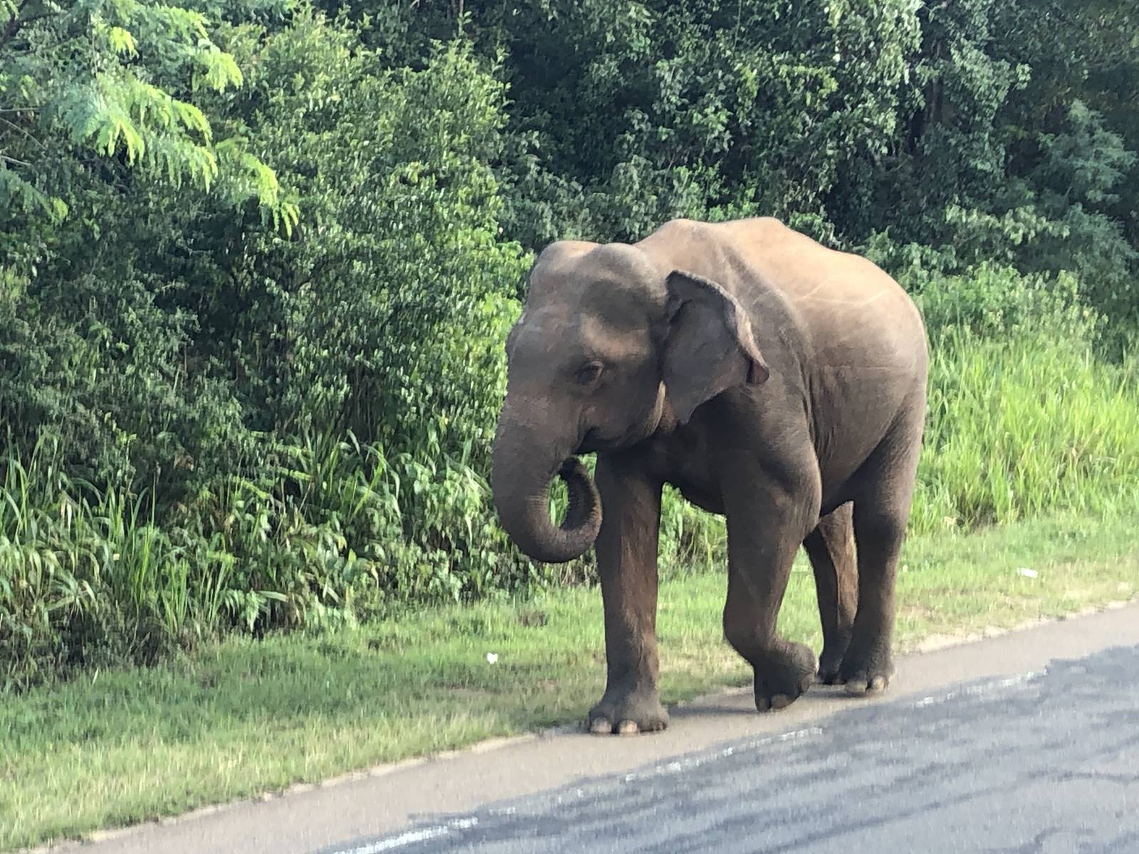 Elephant Sri Lanka (3)