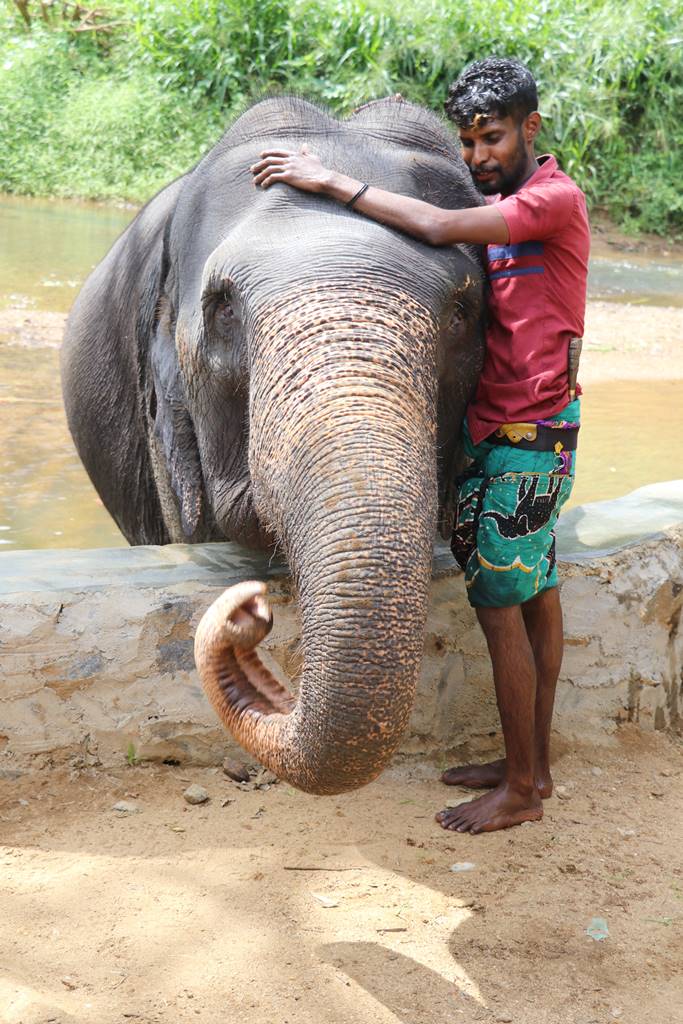 Elephant Sri Lanka (4)