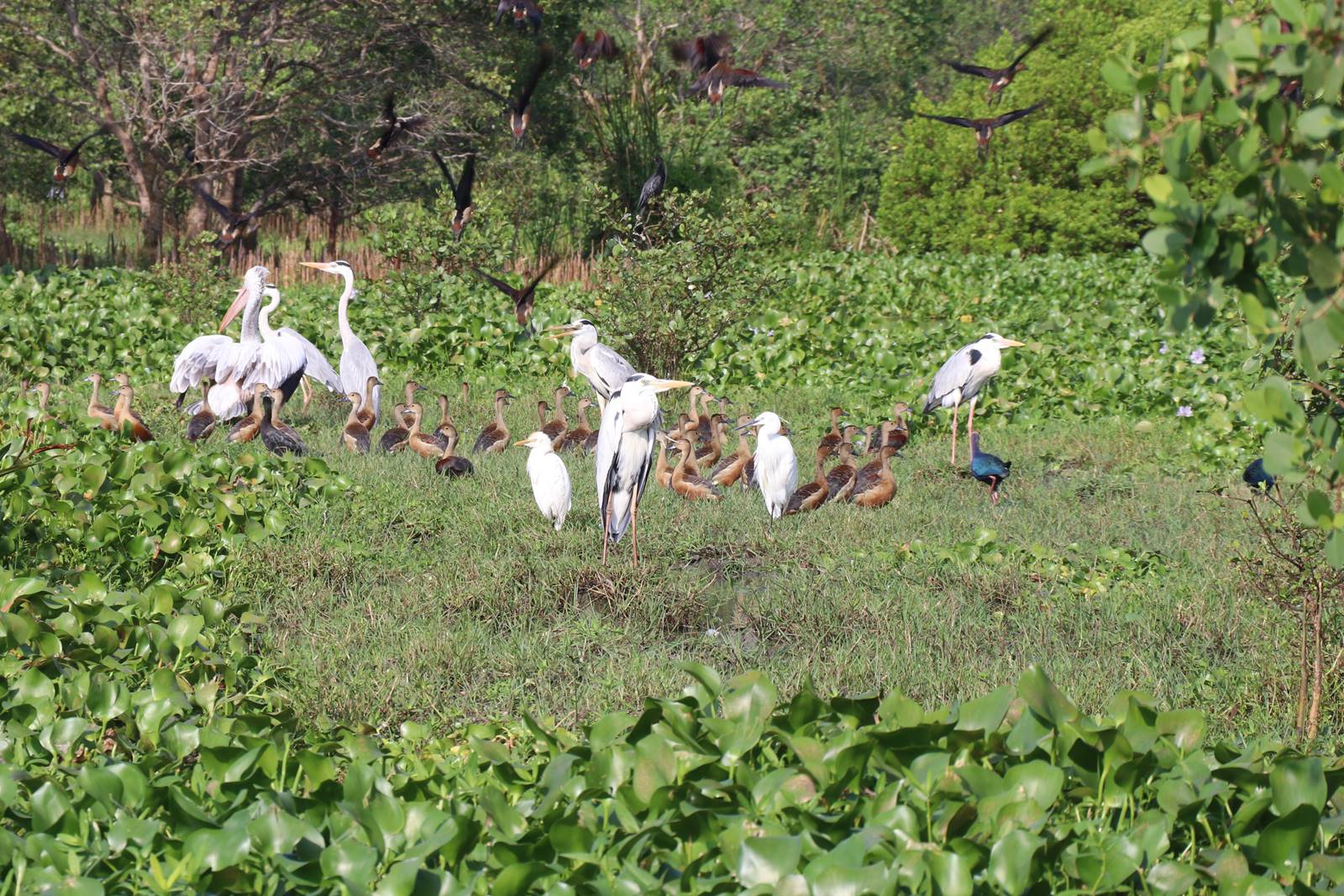Mangrove Sri Lanka (1)