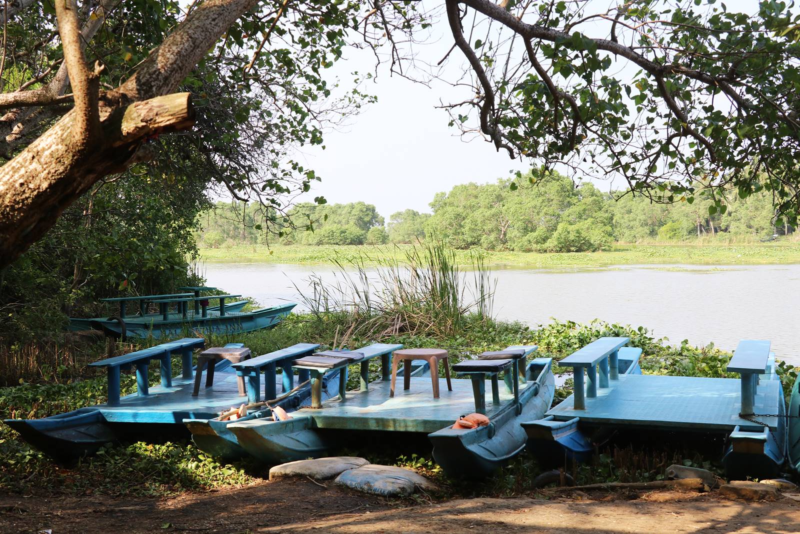 Mangrove Sri Lanka (5)