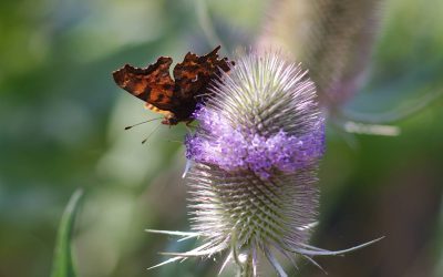 Un jardin à papillons
