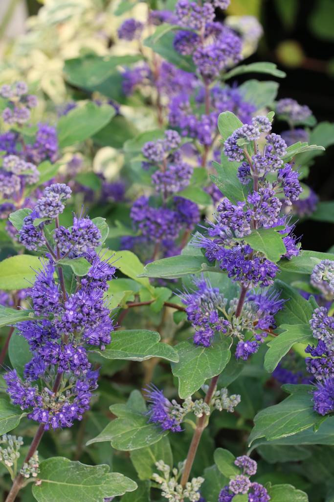 Plantes papillons Agnès (10)