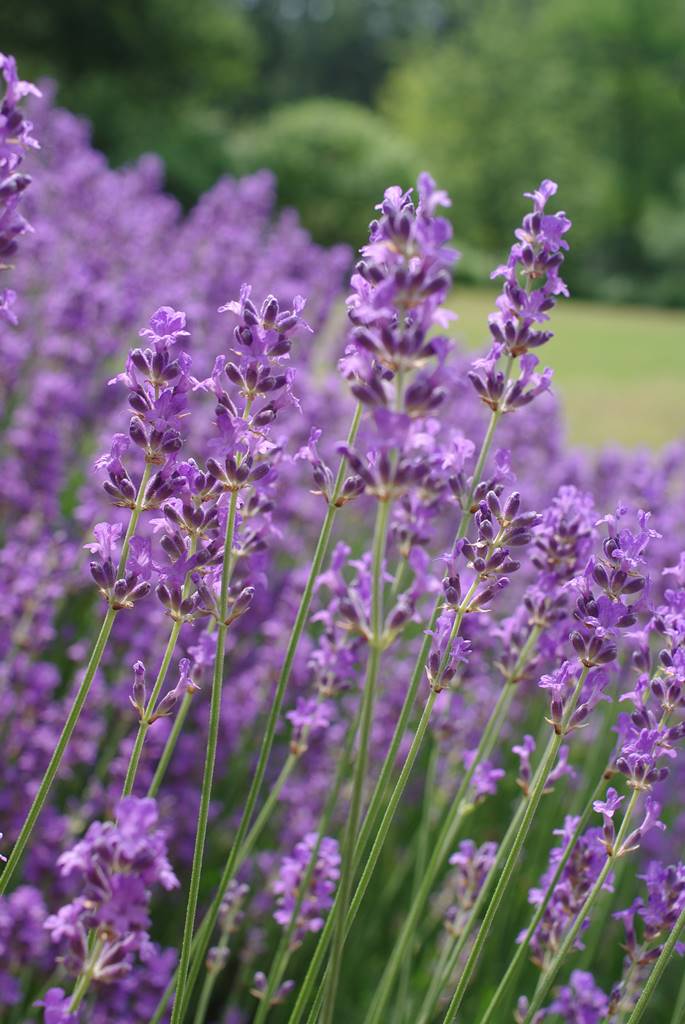 Plantes papillons Agnès (14)