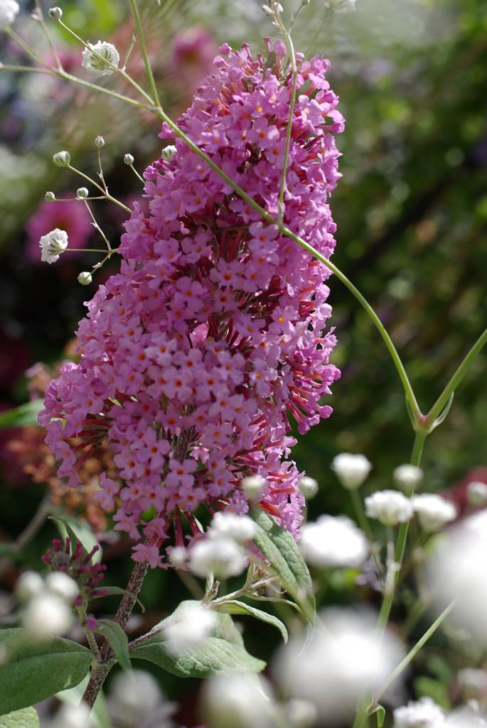 Plantes papillons Agnès (15)