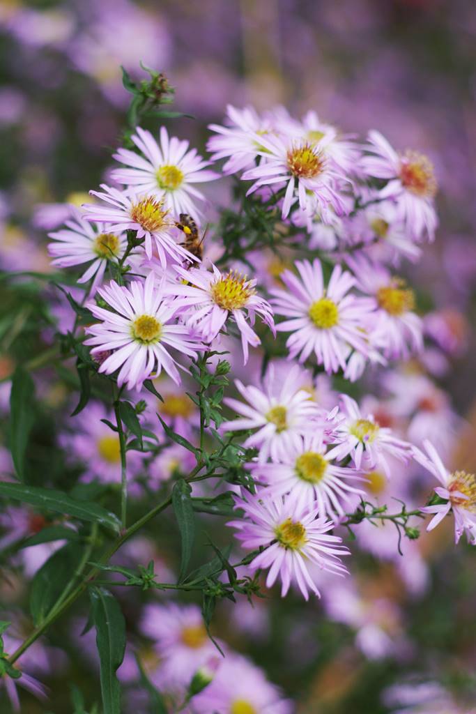 Plantes papillons Agnès (17)