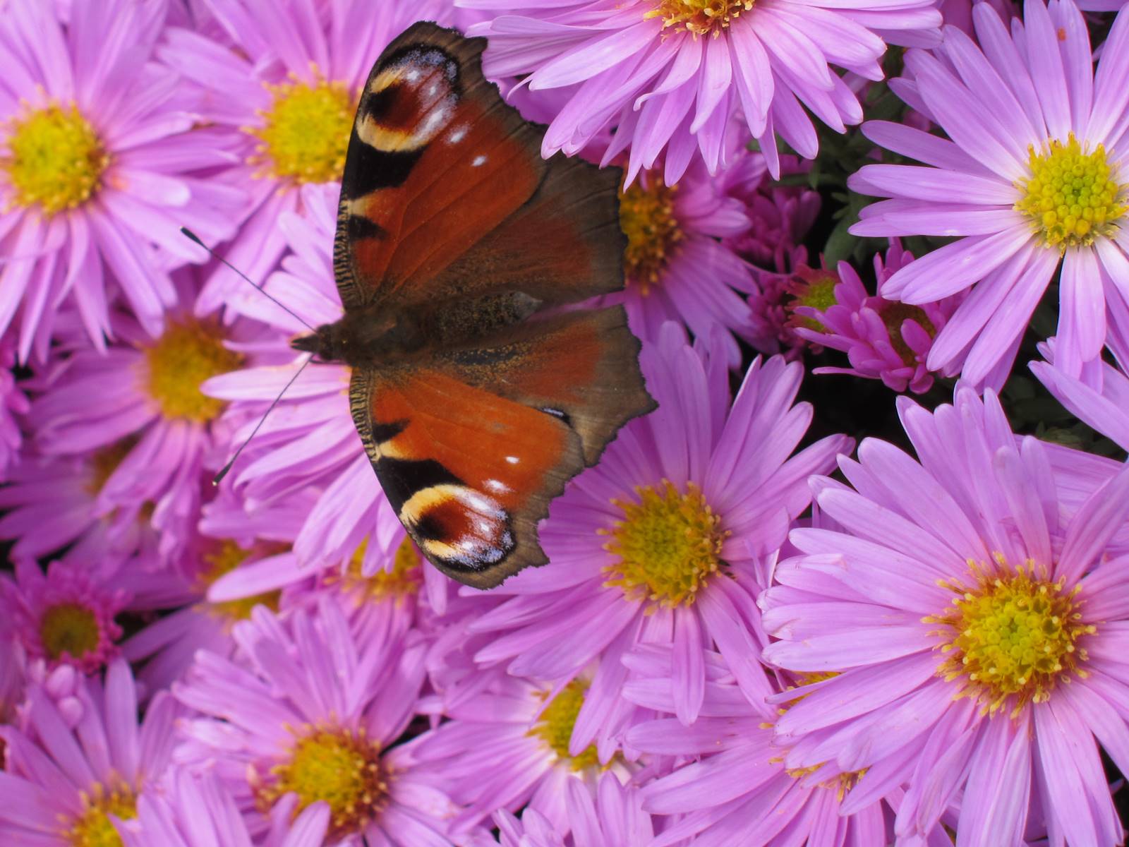Plantes papillons Agnès (2)
