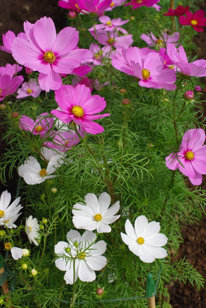 Plantes papillons Agnès (4)