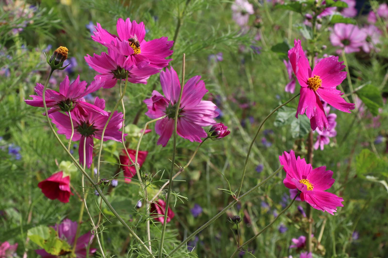 Plantes papillons Agnès (5)