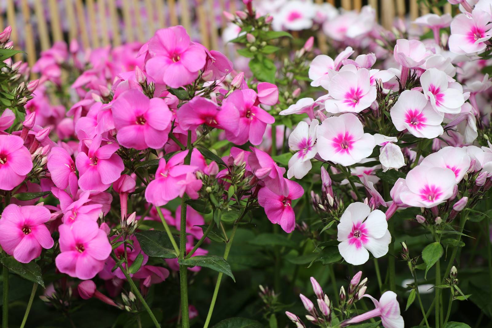 Plantes papillons Agnès (7)