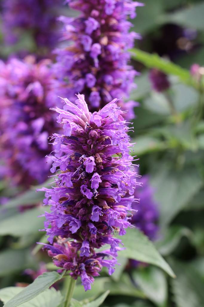 Plantes papillons Agnès (8)