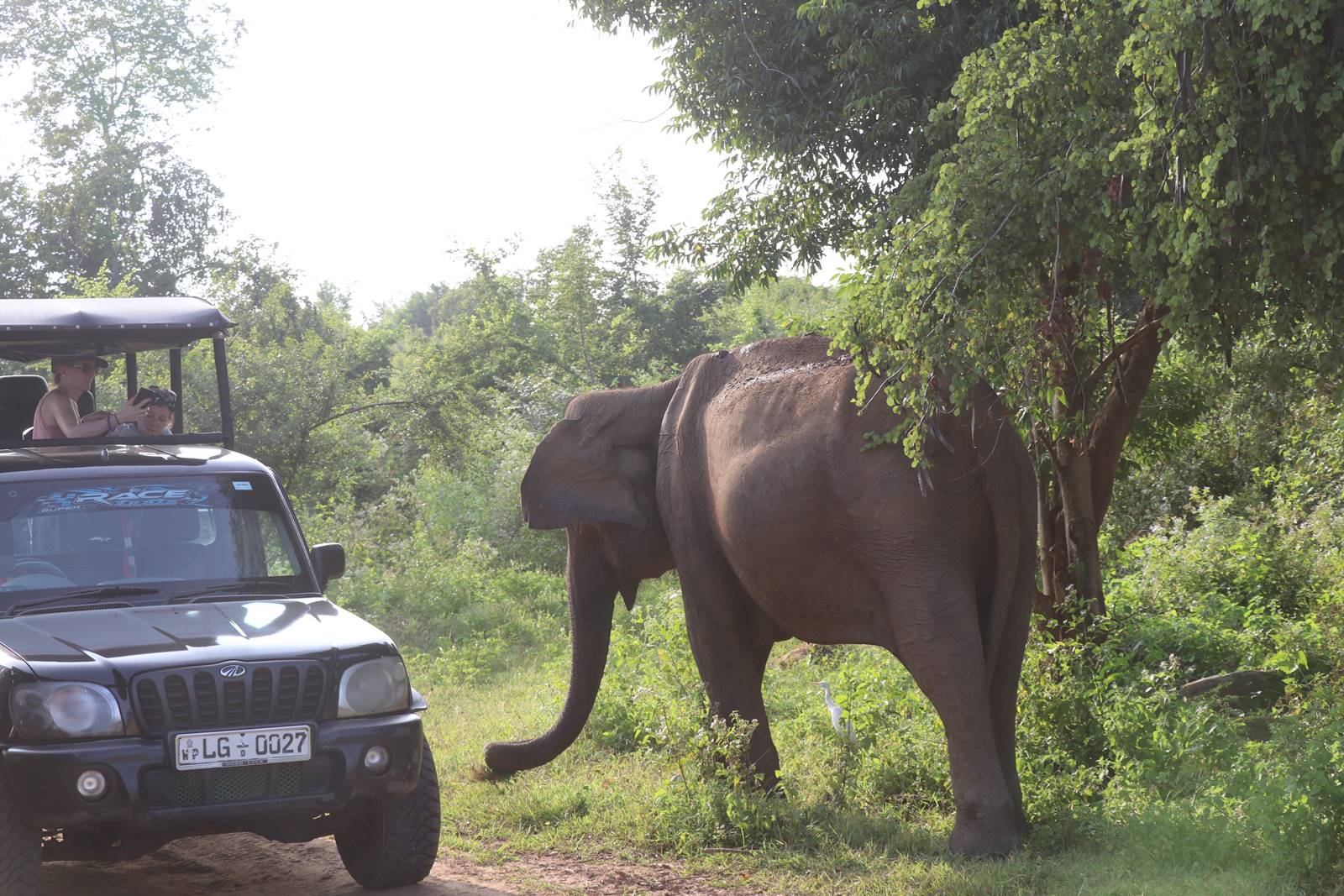 Safari Udawalawe (1)