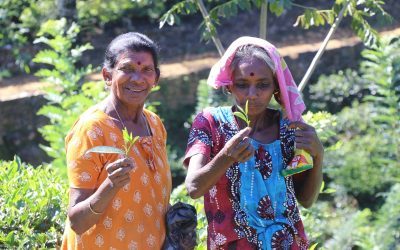 Sri Lanka, la route du thé