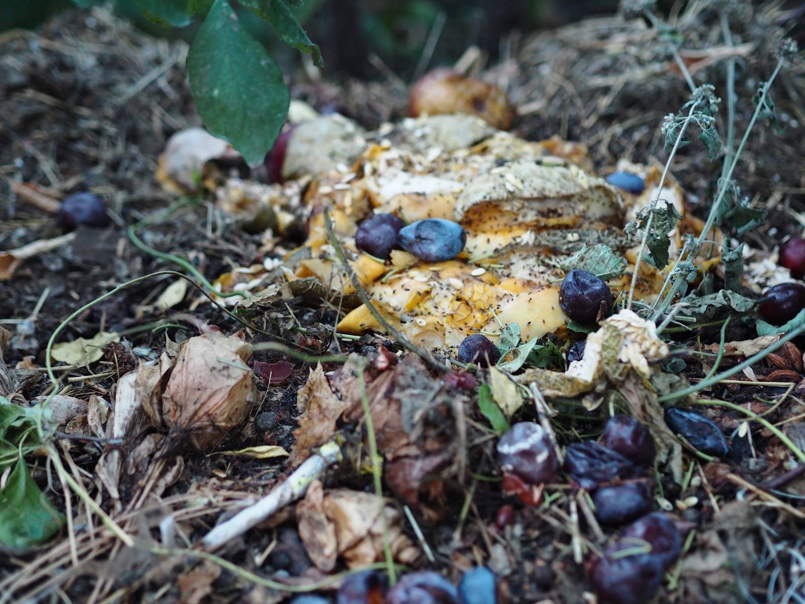 Vers de terre Depositphotos (3)