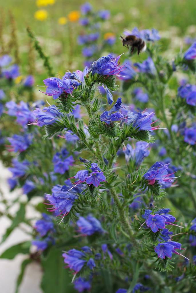 Vie sauvage aujardin (1)