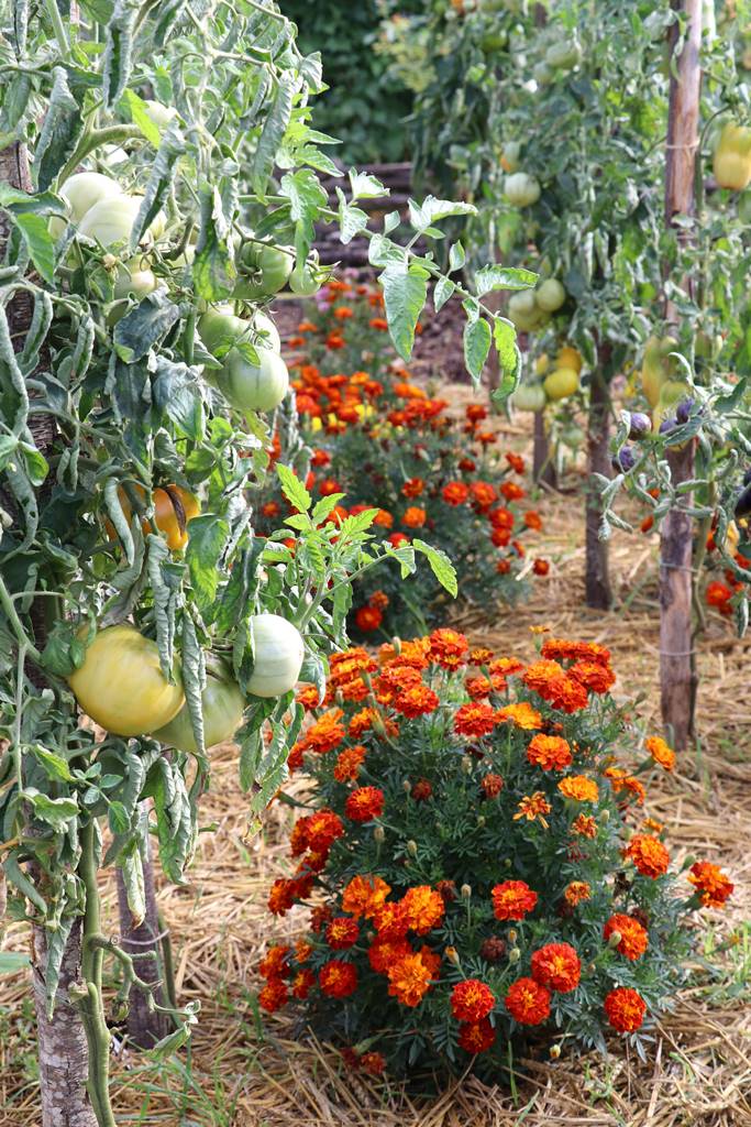 Vie sauvage aujardin (10)