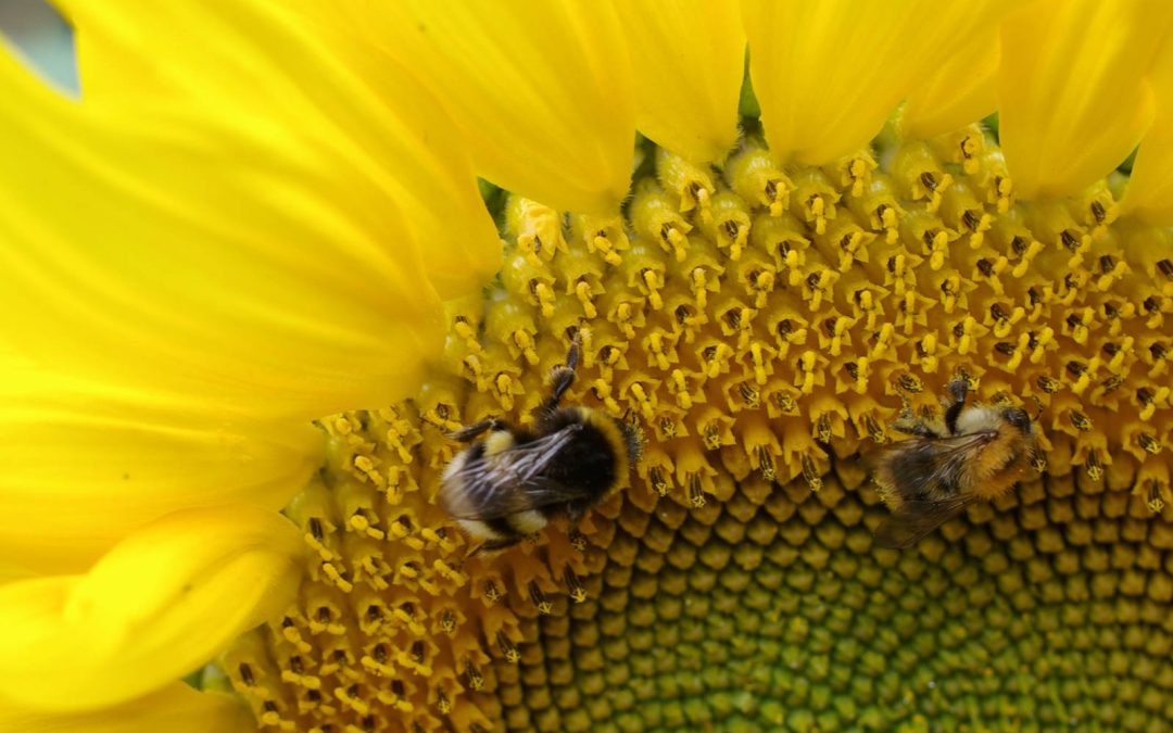 Mon jardin, un refuge pour la vie sauvage
