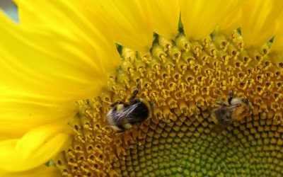 Mon jardin, un refuge pour la vie sauvage