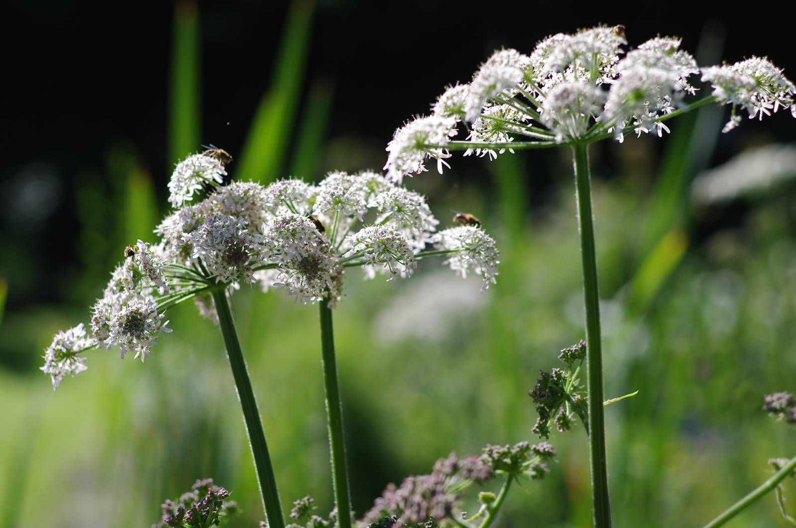 Vie sauvage aujardin (16)