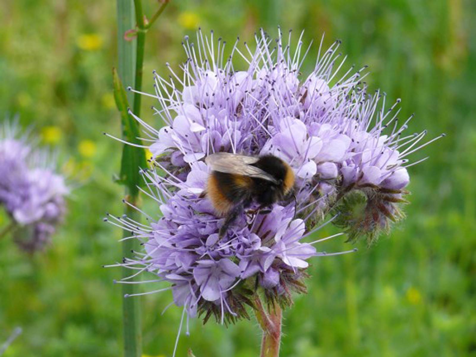 Vie sauvage aujardin (18)