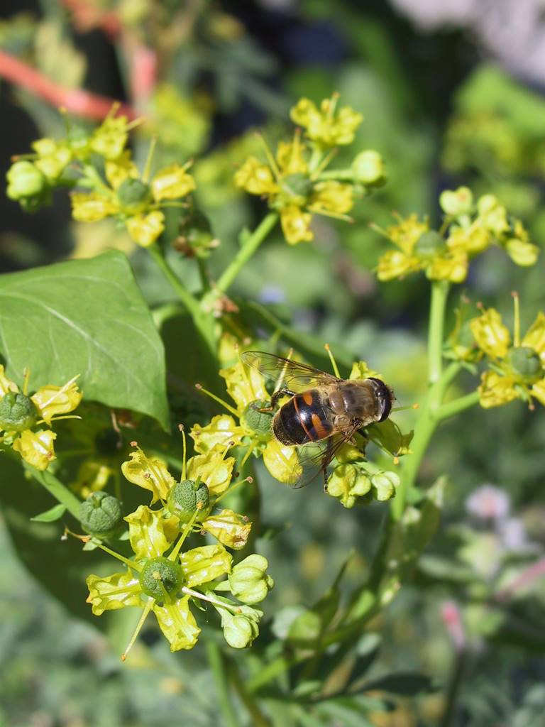 Vie sauvage aujardin (19)