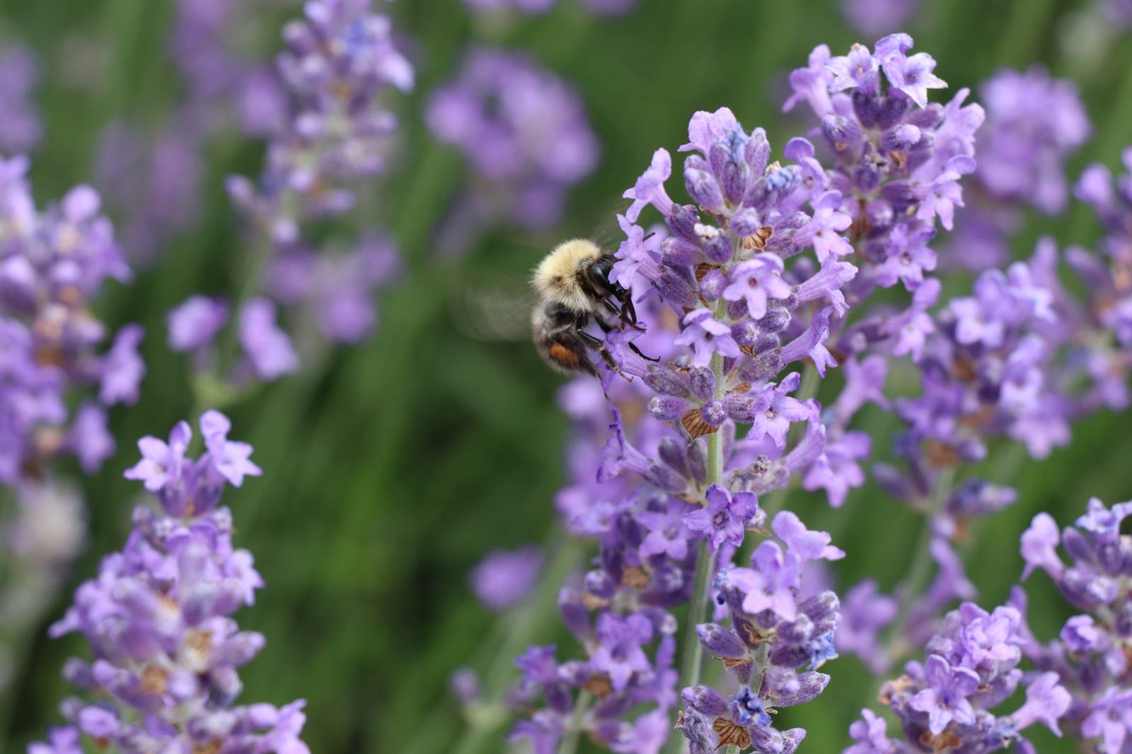 Vie sauvage aujardin (6)