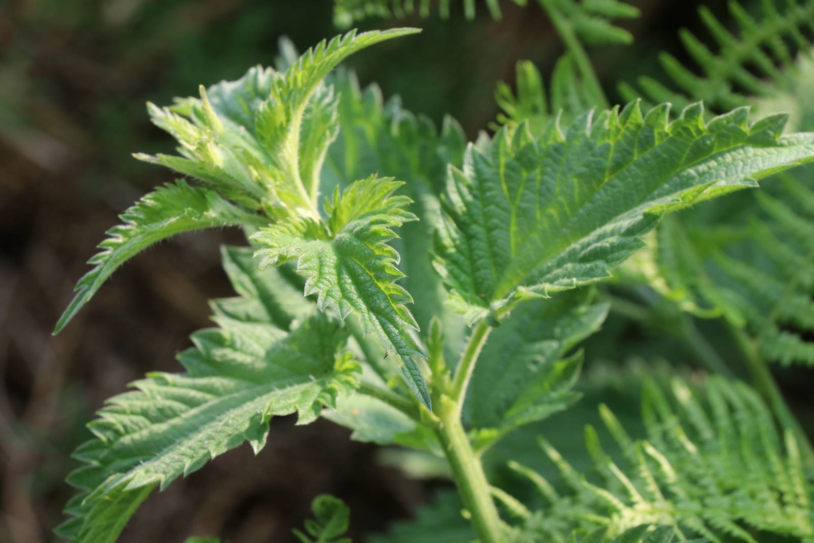 Vie sauvage aujardin (8)