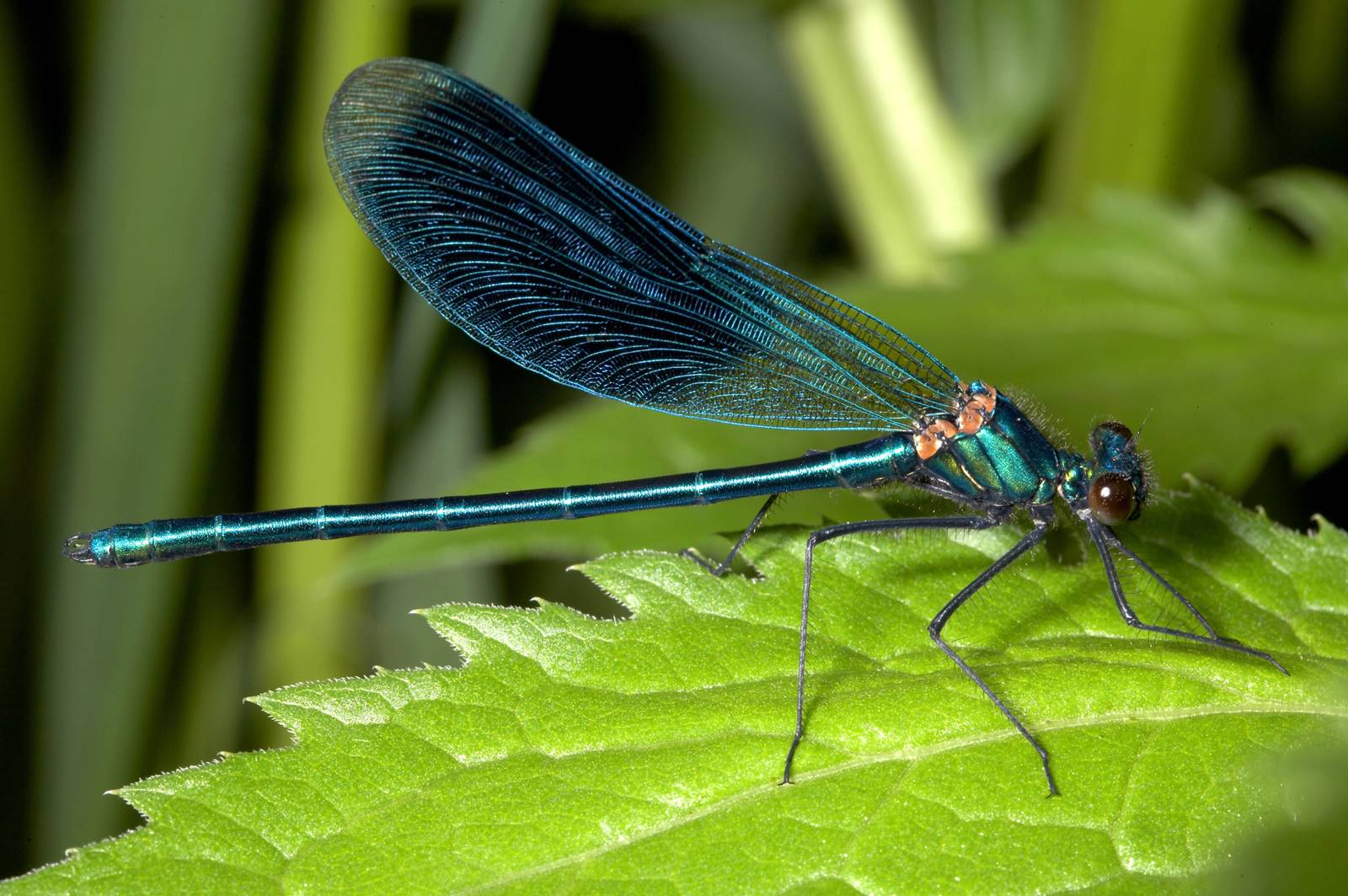 Bassin Libellule Depositphotos