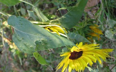 Bio-dynamie, jardiner en écoutant la Terre