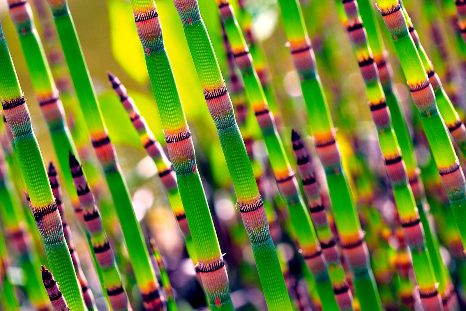 Equisetum hyemale Depositphotos