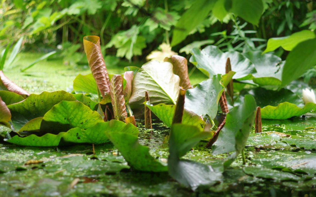 Une mare dans mon jardin