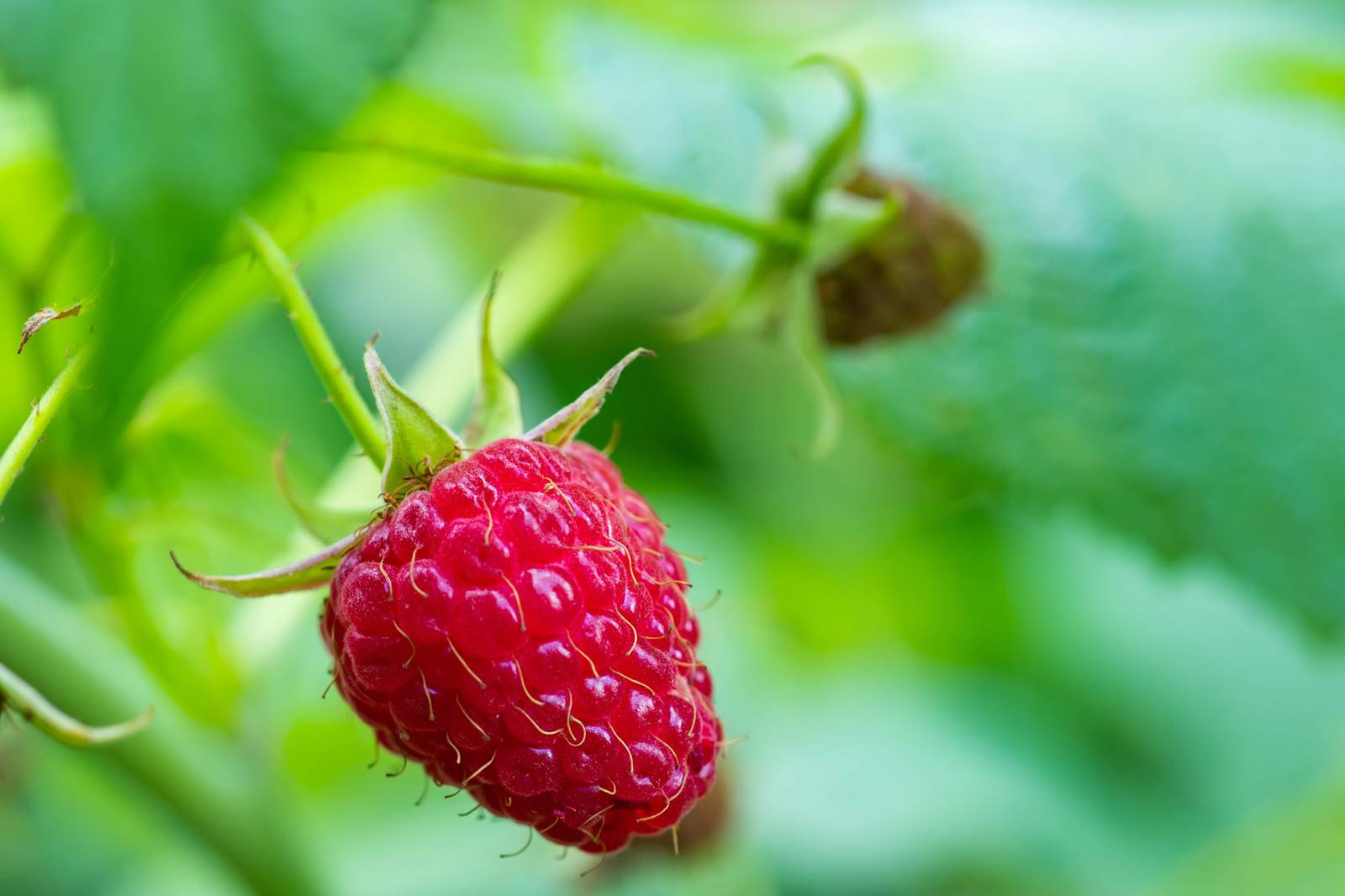 Framboises Deposit Photos (2)