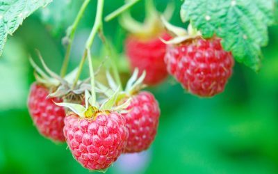 Cultivez les petits fruits au jardin