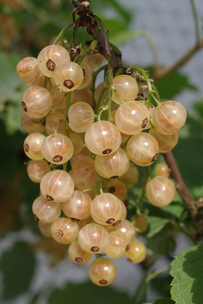 Groseillier à grappes (3)