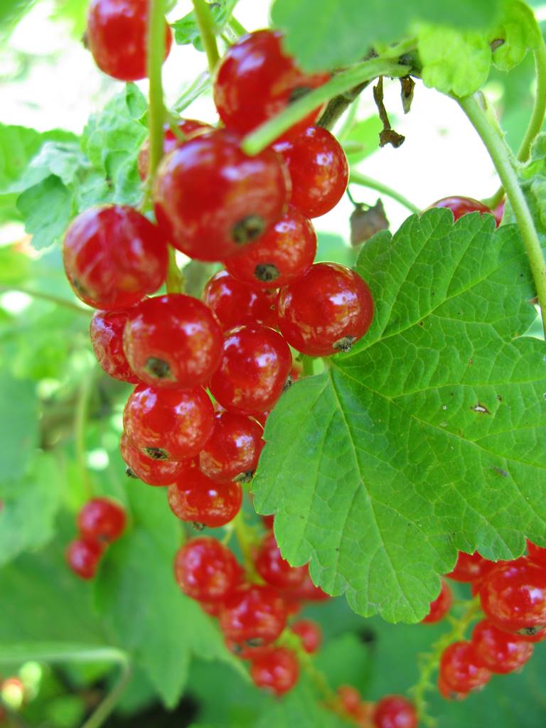 Groseillier à grappes (4)