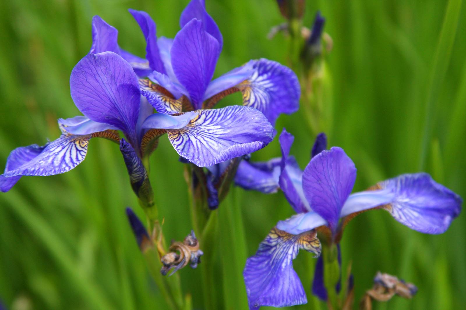 Iris laevigata Depositphotos