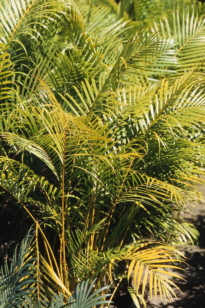 Jardin de Pamplemousse (1)