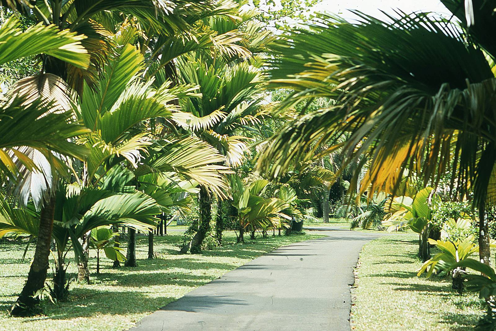 Jardin de Pamplemousse (2)