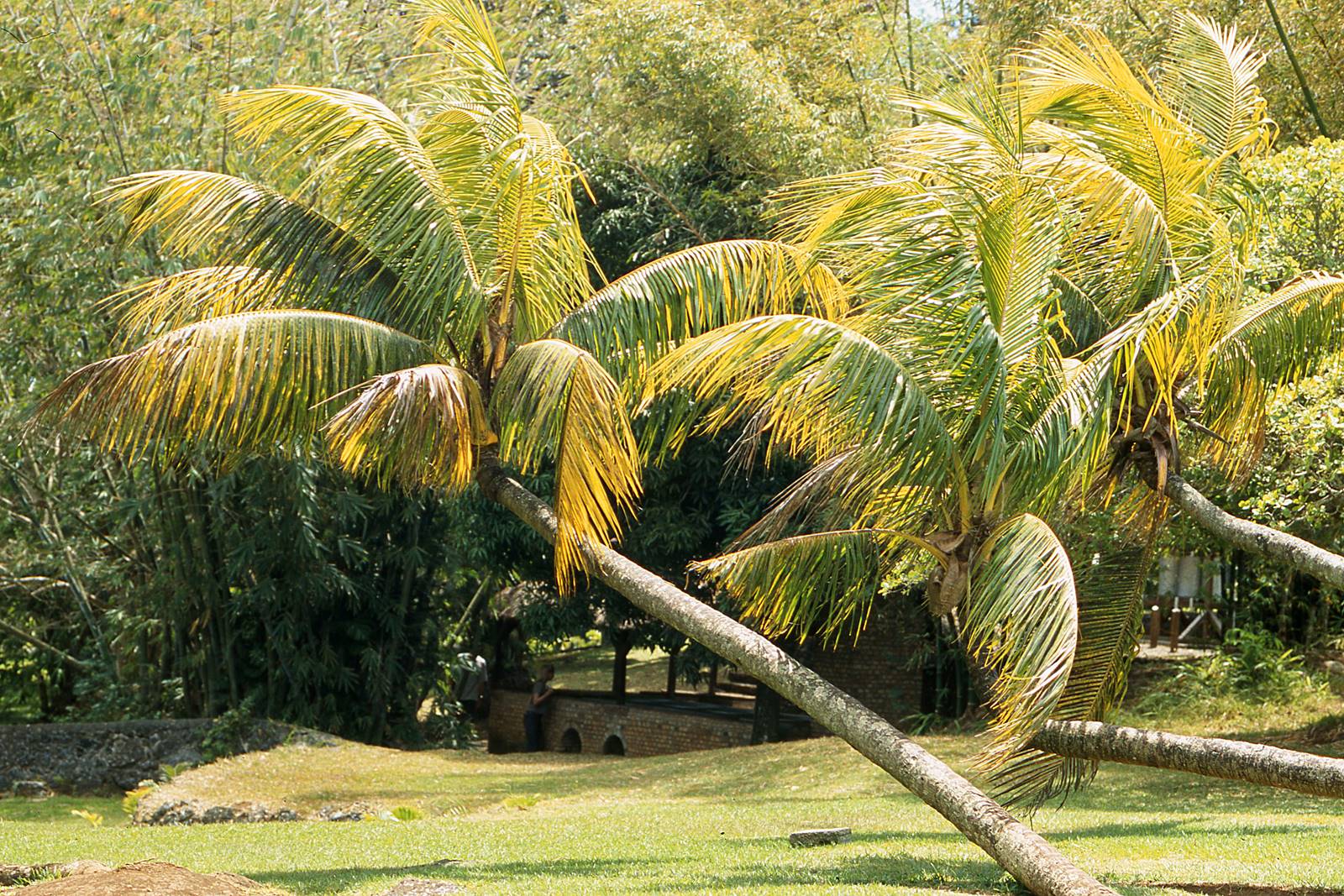 Jardin de Pamplemousse (5)