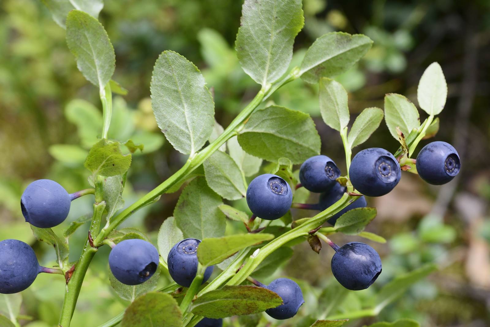 ripe blueberries in the forest